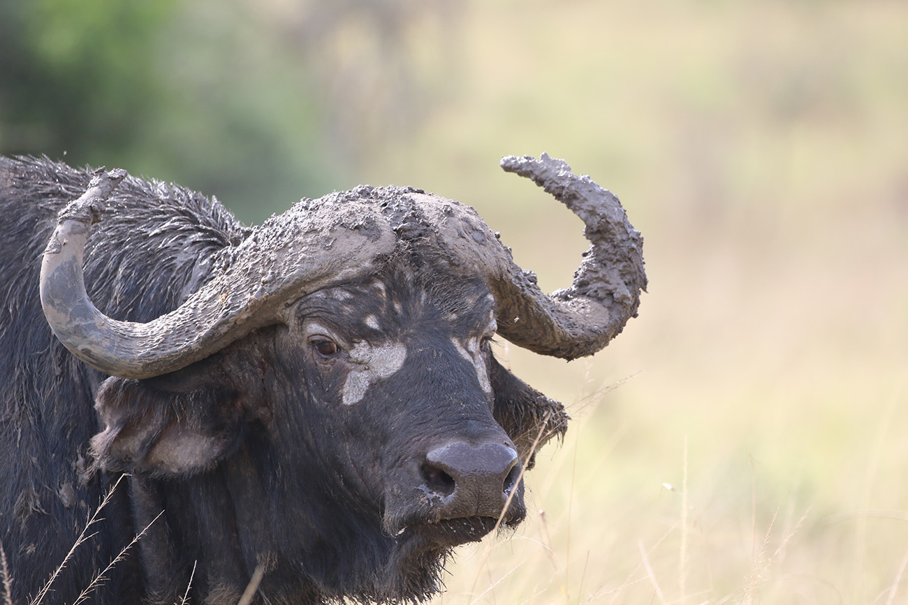 Buffalo after mud shower Uganda Safari