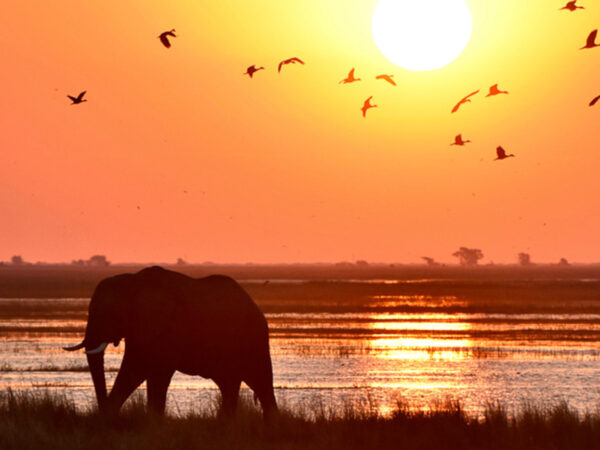 Elephant at sunset in Uganda.