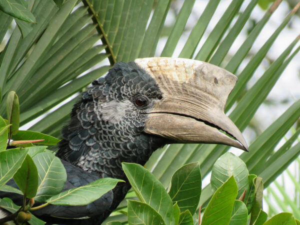 Black-&-white-casqued-Hornbill-Bigodi-swamp-Uganda