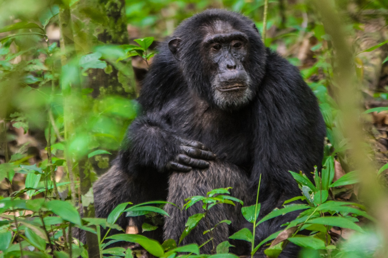 Chimp in Kibale forest, Uganda