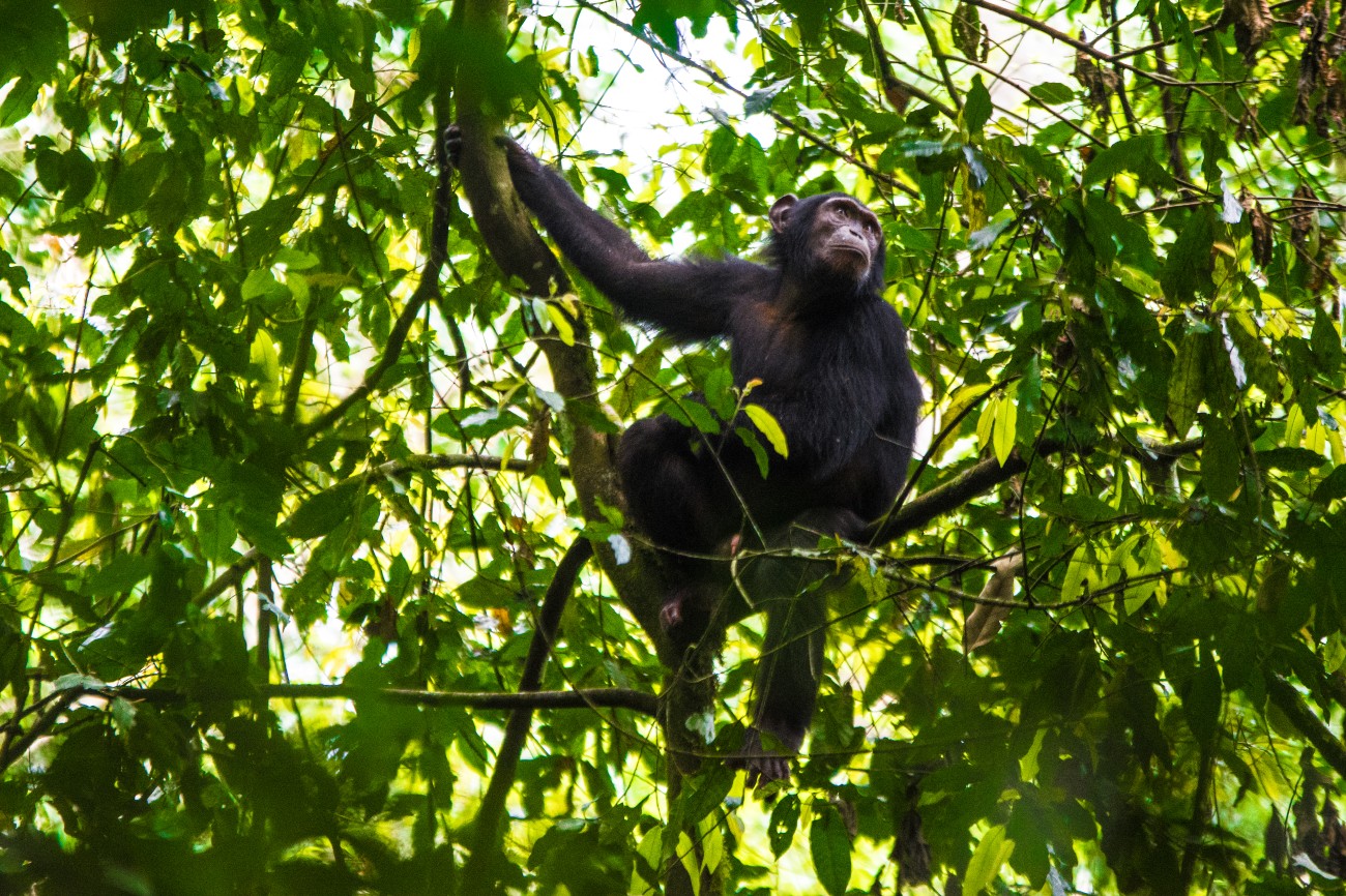 Chimp Kibale forest