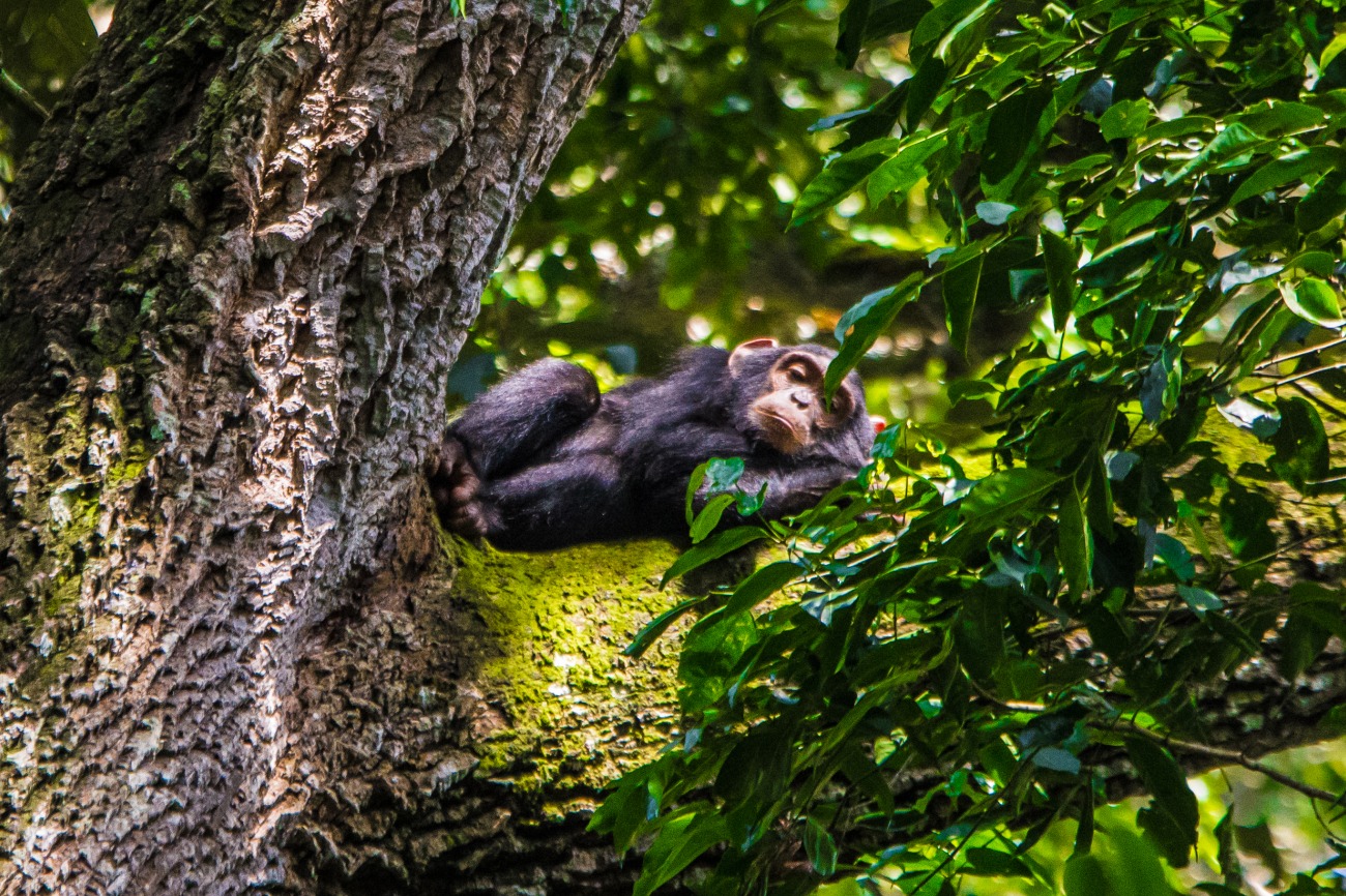 Chimp relaxing in Kibale forest