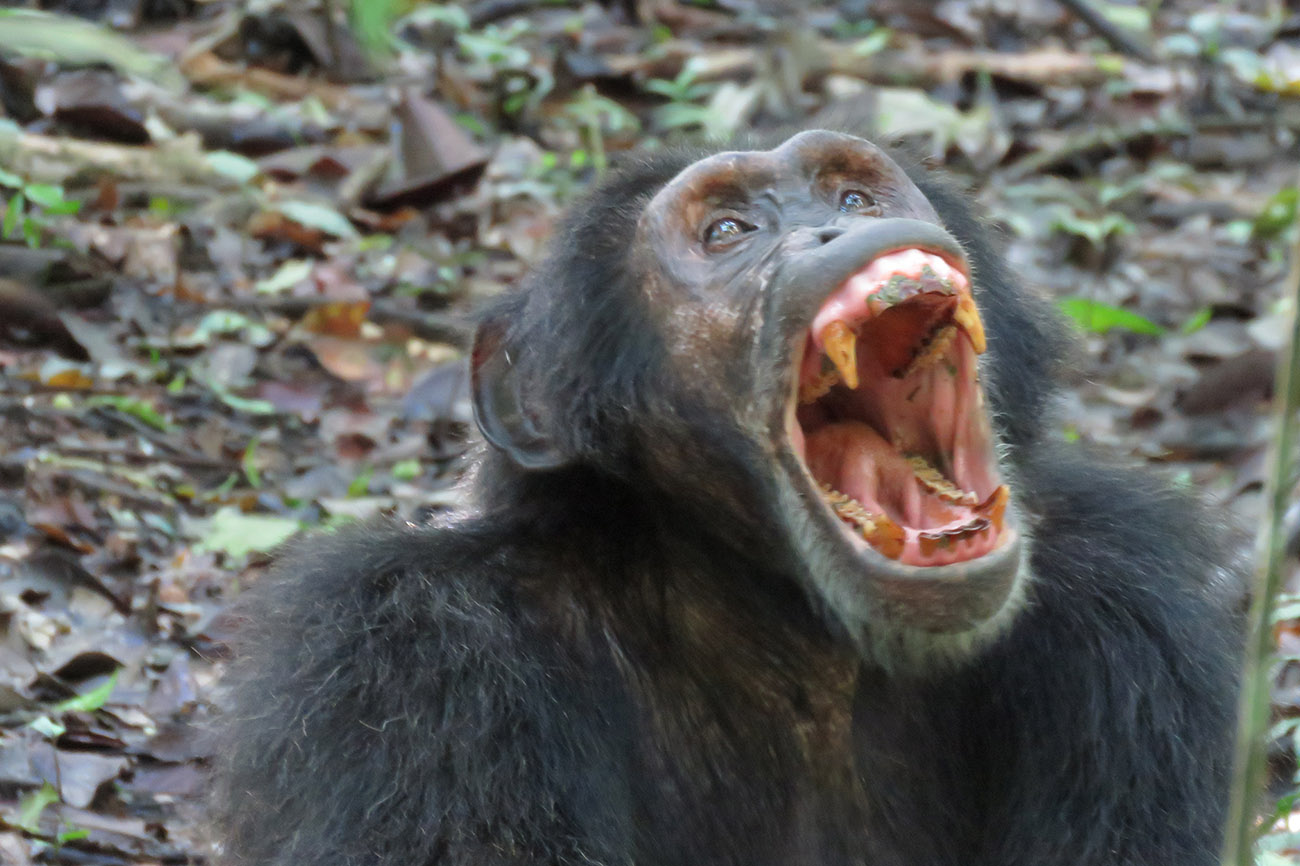 Chimp in -Kibale forest national park Uganda