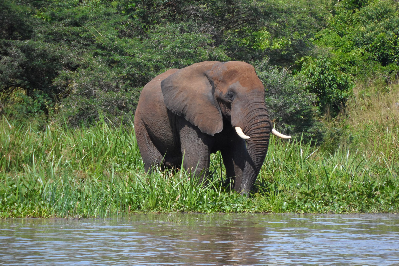 Elephant on river Nile shores Murchison Falls National Park