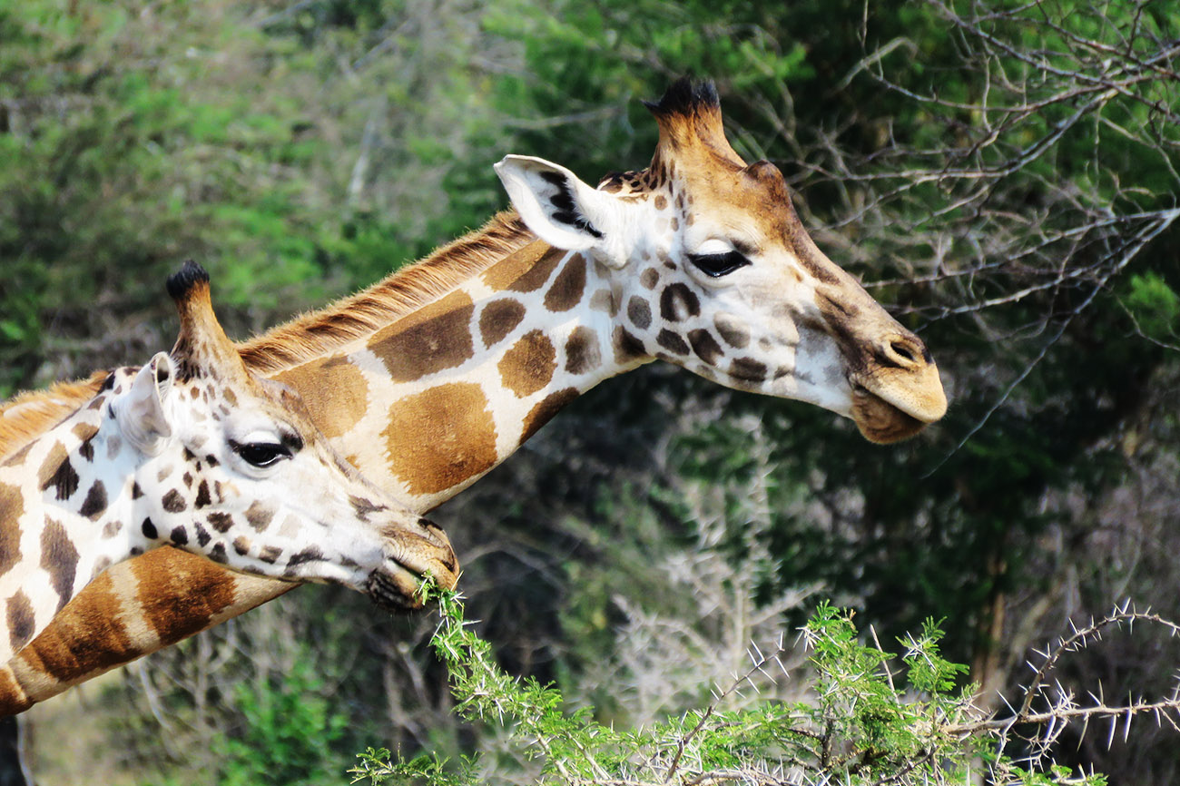 Giraffe in Lake Mburo National Park, Uganda