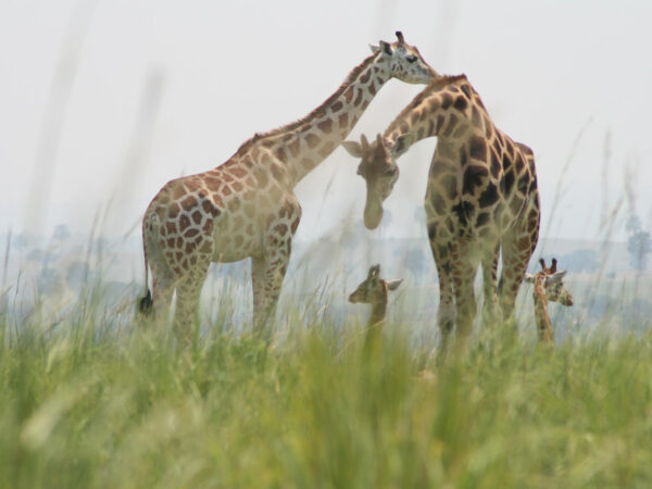 Giraffe Murchison Falls National Park Northern Uganda