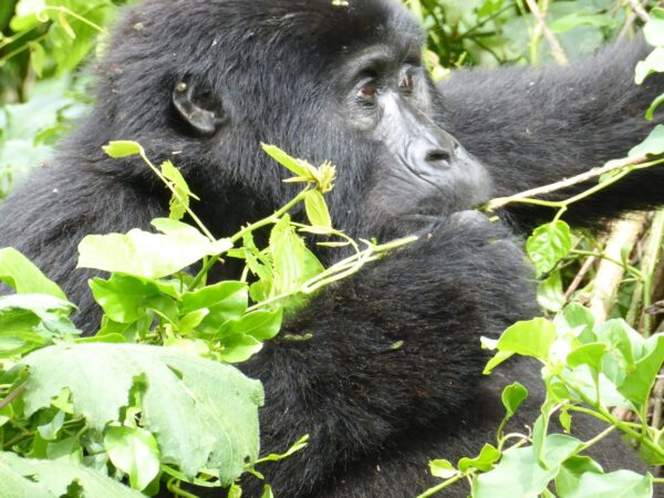 Gorilla feeding Bwindi forest, Uganda