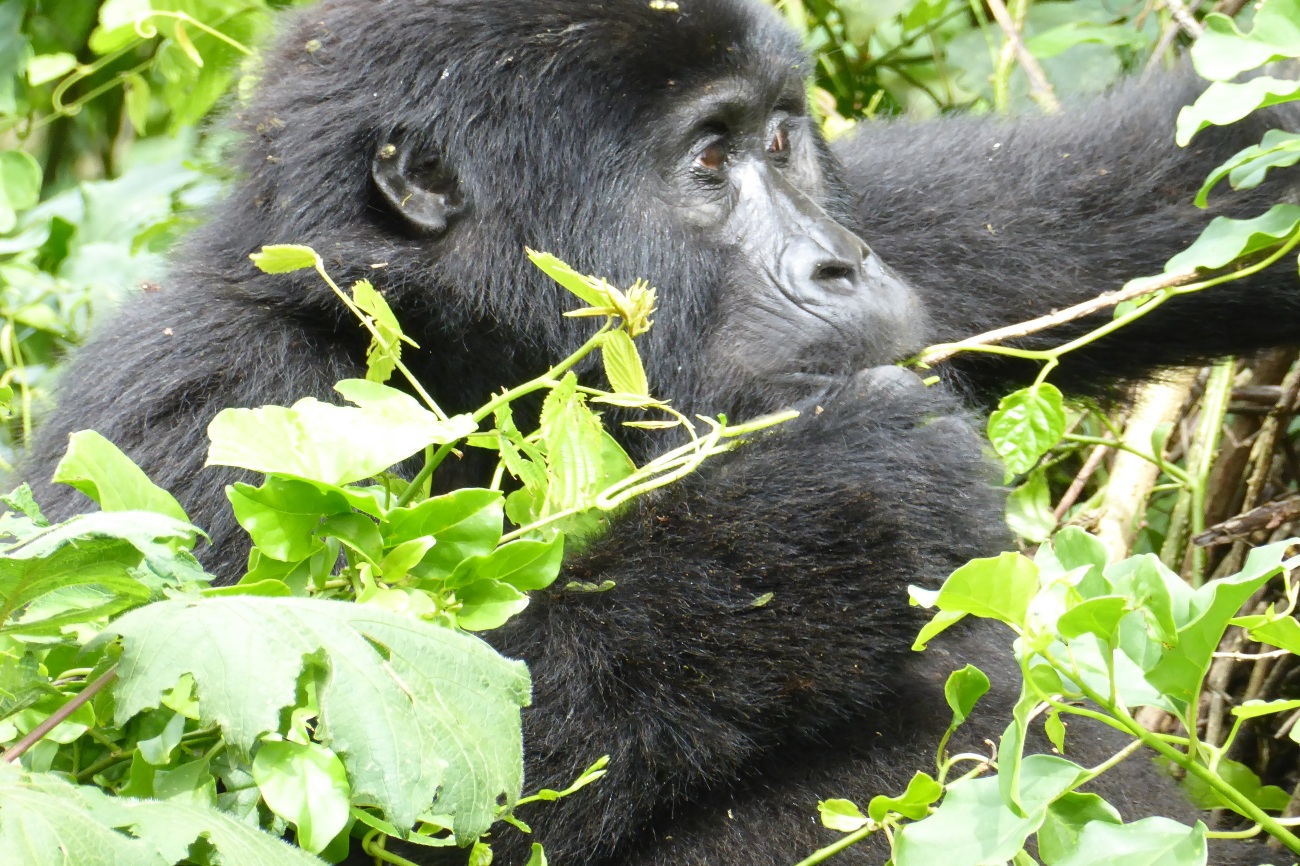 Gorilla feeding Bwindi forest, Uganda
