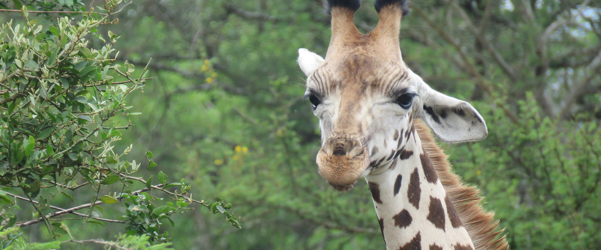 A giraffe stands tall on a safari in Uganda by Venture Uganda