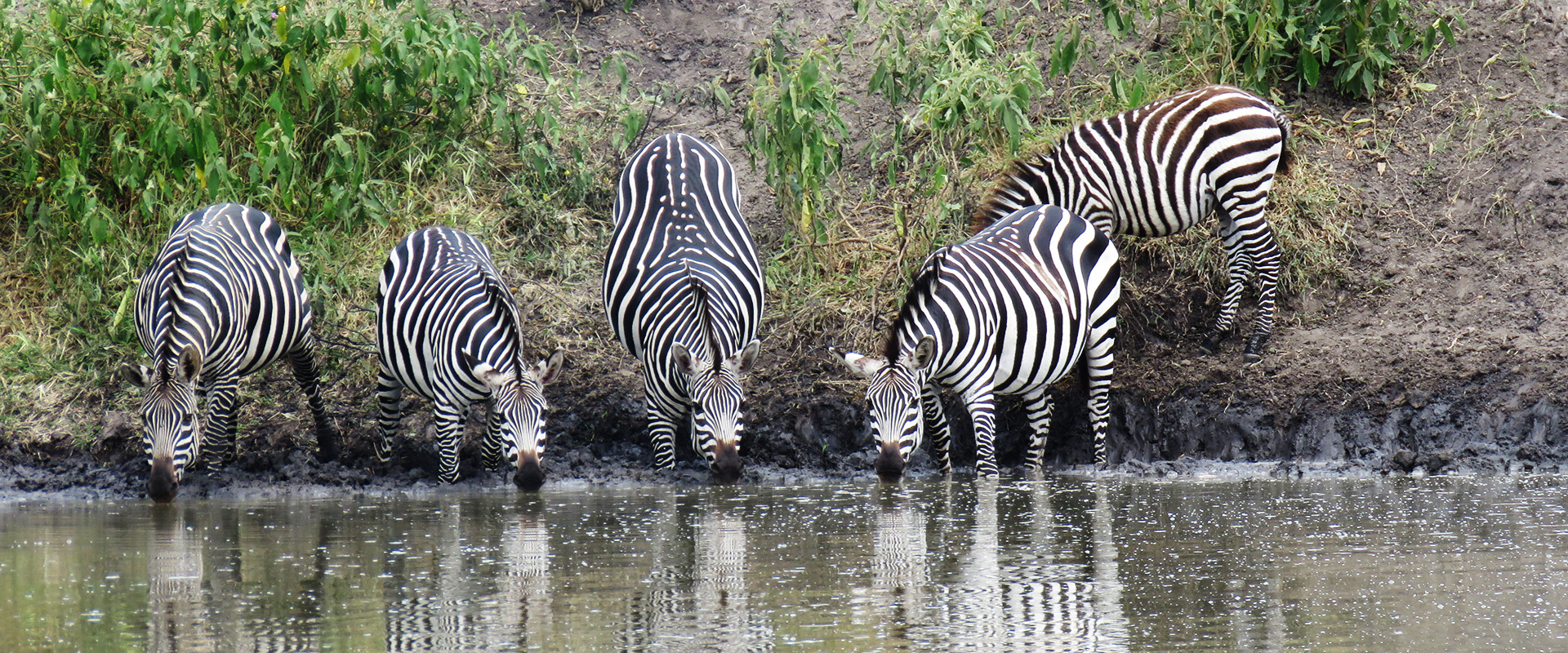 Zebras drink from a watering hole seen on a safari in Uganda by Venture Uganda