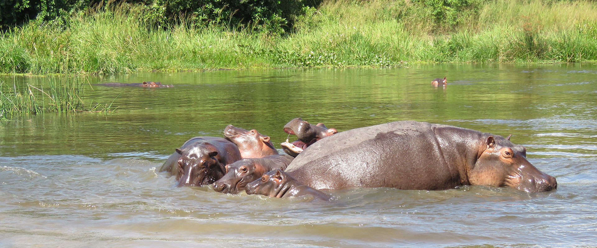 A family of hippos relax in a pool as seen on a safari on Uganda by Venture Uganda
