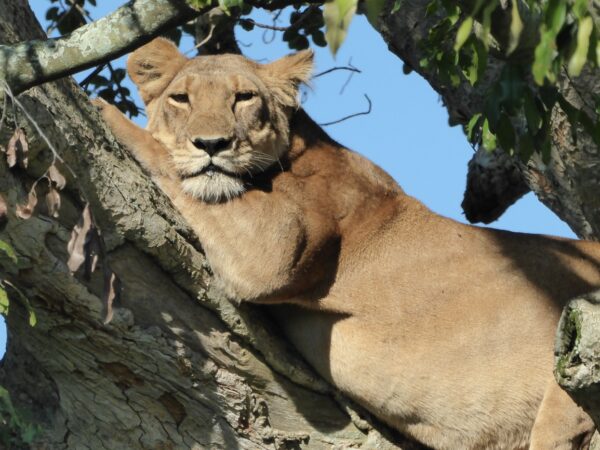 Ishasha tree climbing Lion south western Uganda