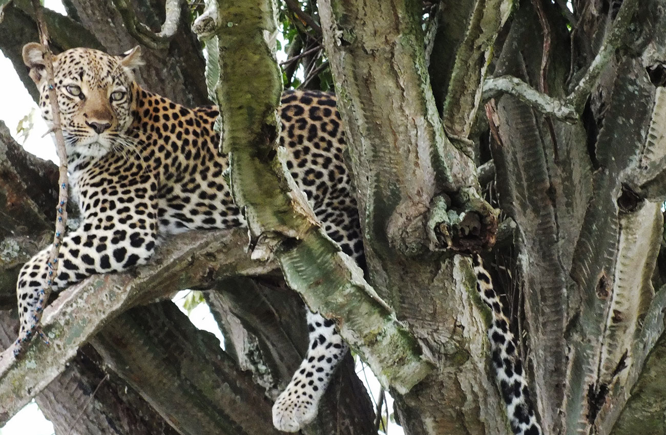 Leopard in Queen Elizabeth national park Uganda