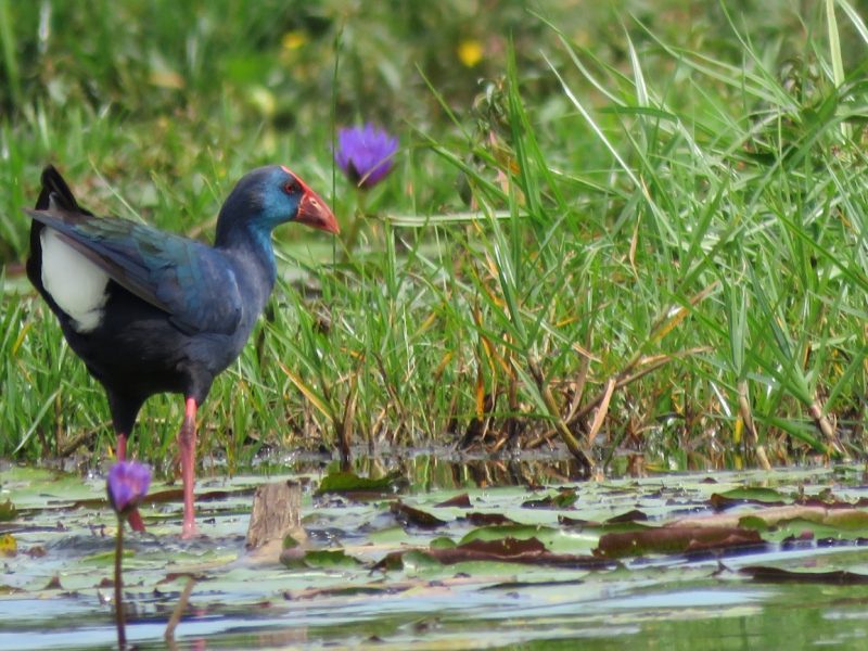 Purple Swamphen, Mabamba wetlands Uganda