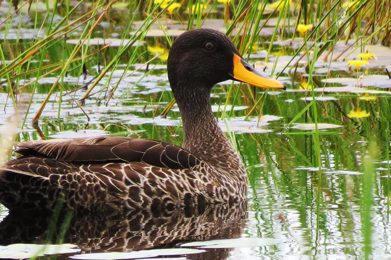 Yellow billed Duck, Mabamba swamp Uganda.
