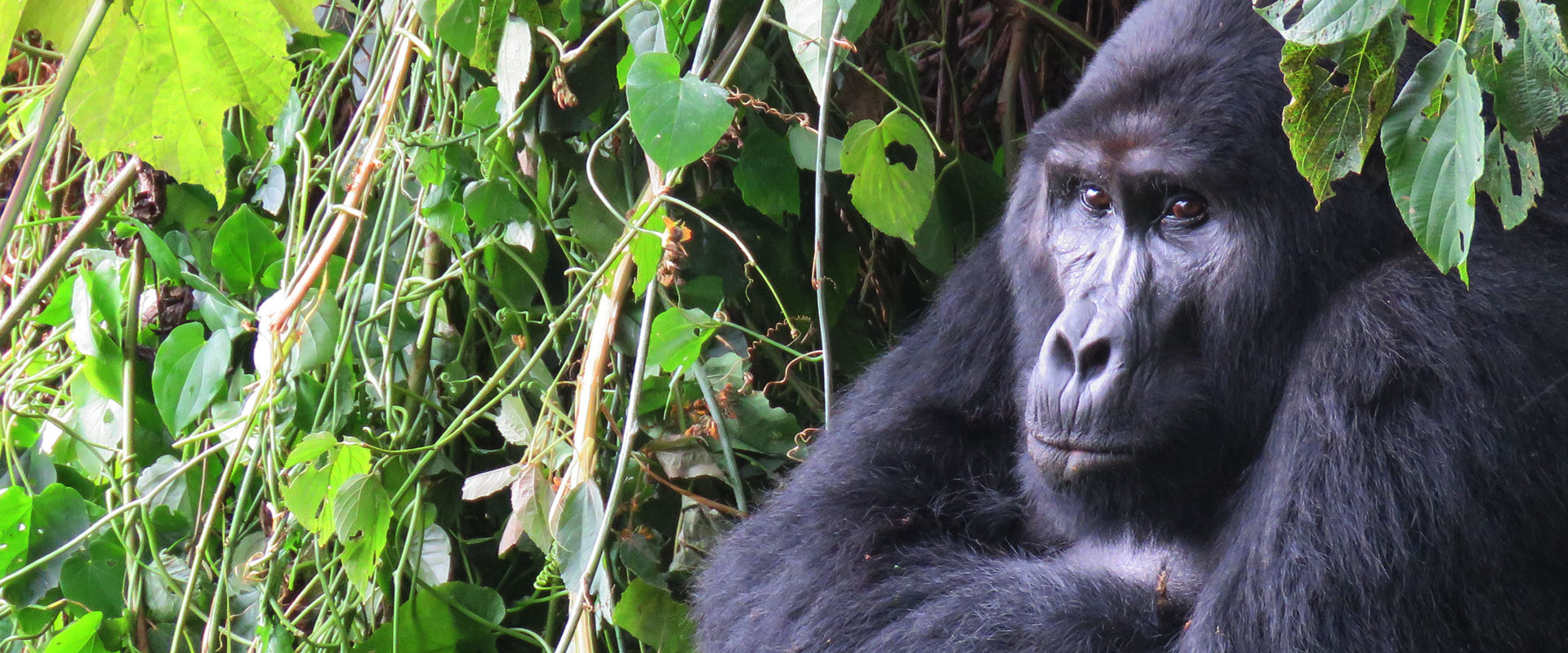 A silverback gorilla relaxes after being spotted on a safari in Uganda with Venture Uganda