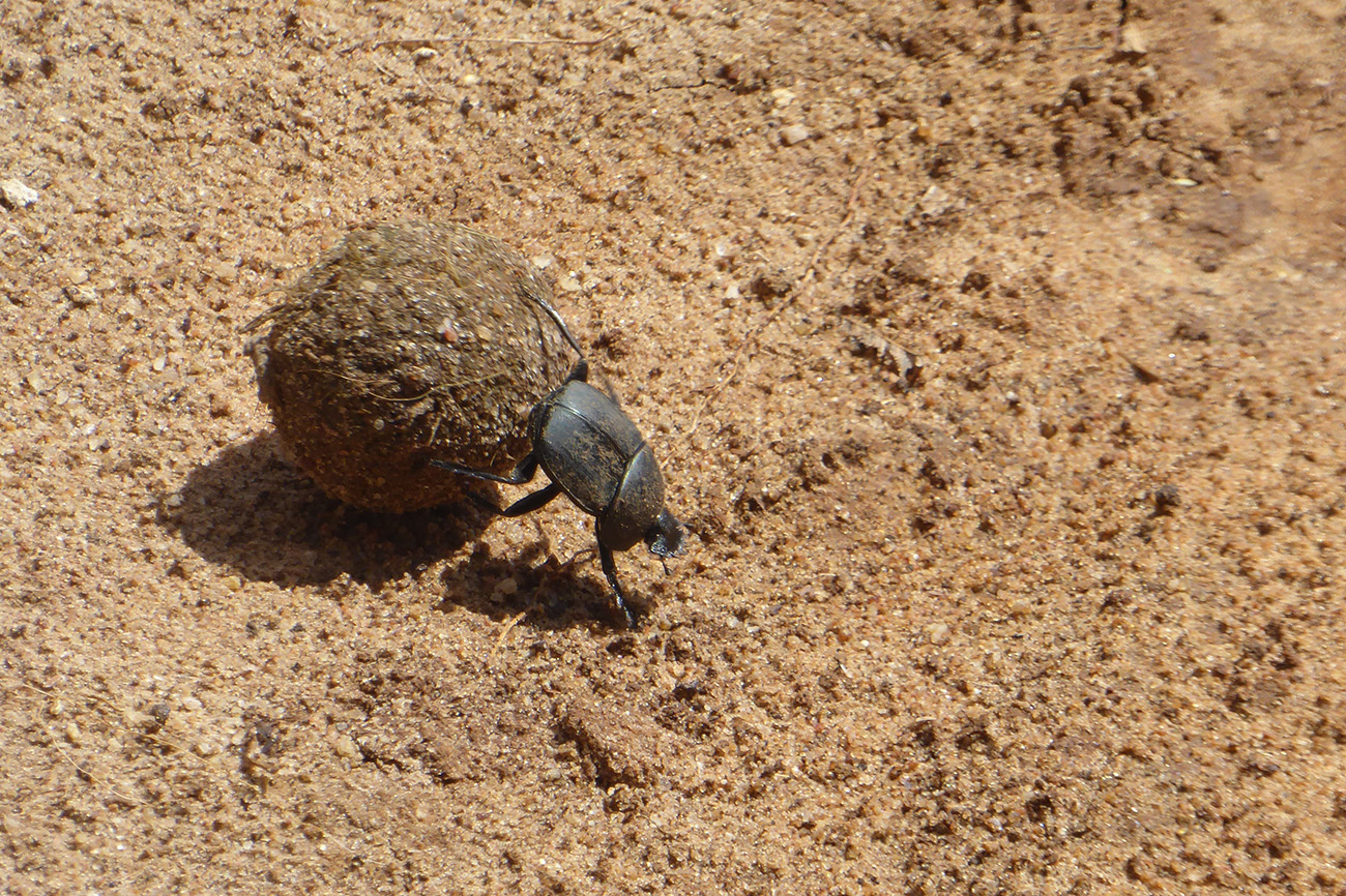 A Bug in Uganda.