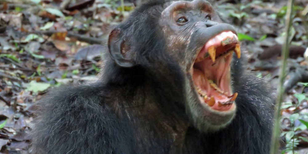Chimp Kibale forest Uganda