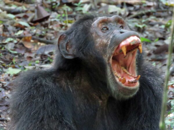 Chimp Kibale forest Uganda
