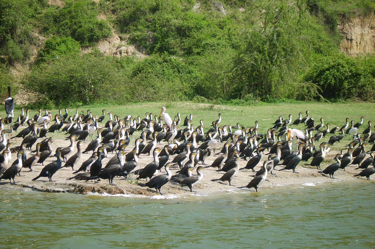 Cormorants at Kazinga channel in Uganda