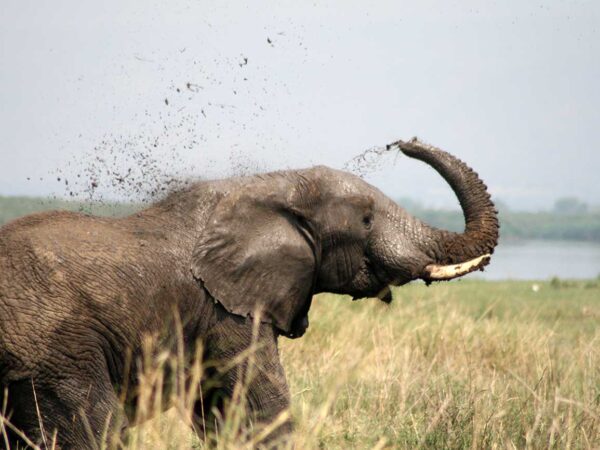 Elephant taking mud shower along Kazinga channel Uganda