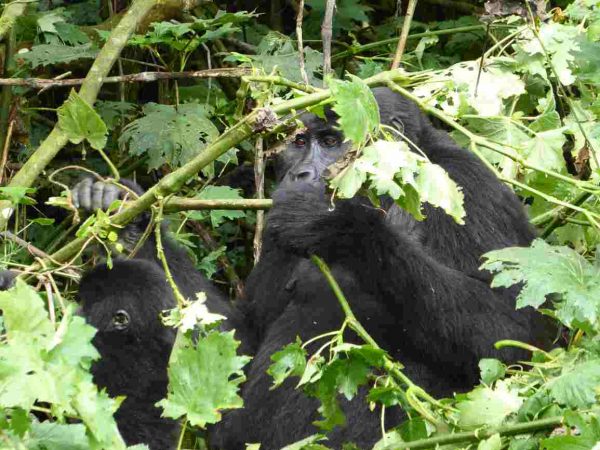 Endangered mountain gorilla at Mt Gorilla national park, Uganda