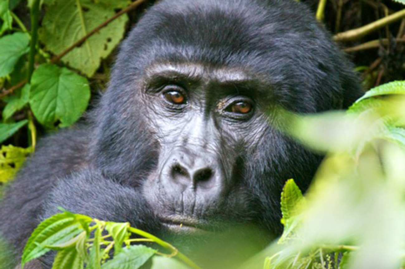Gorilla Mgahinga Gorilla National Park-Uganda