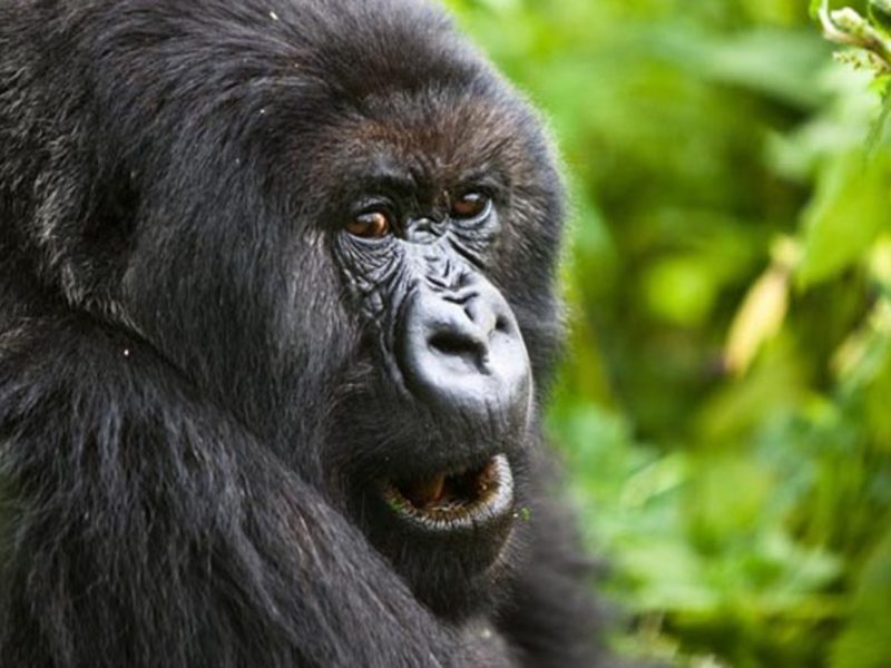 Endangered Mountain Gorilla, Bwindi forest in Uganda.