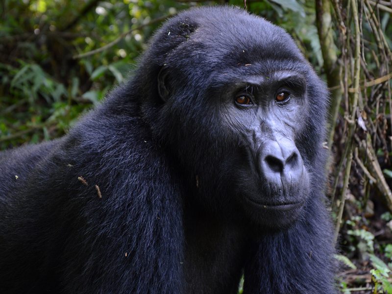 Gorilla Bwindi forest Uganda