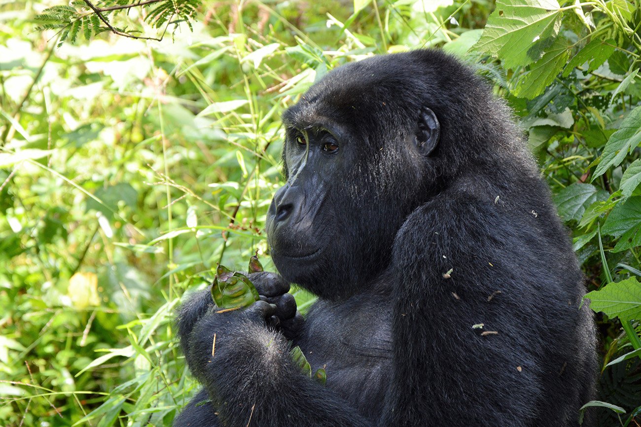 Gorillia relaxing in Uganda.