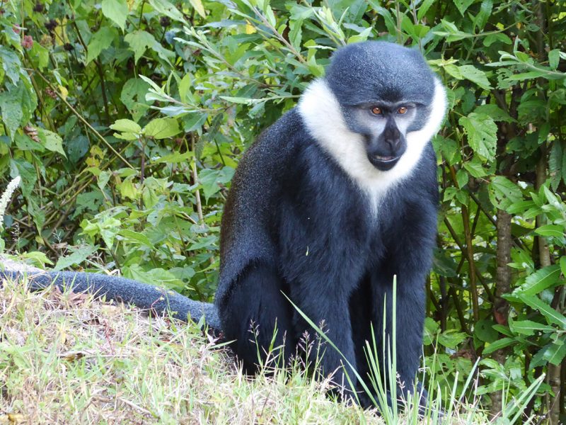L'Hoest Monkey near Kibale forest Uganda