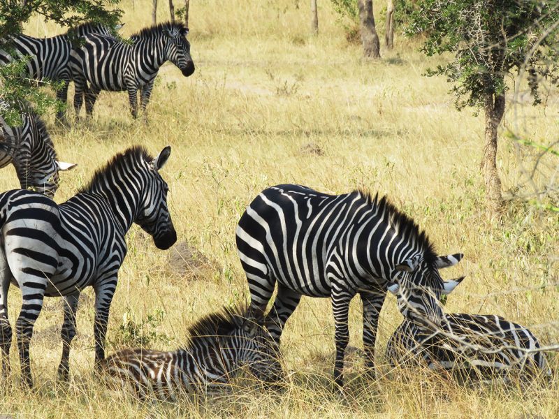 Zebra relaxing Lake Mburo national park spotted on a safari in Uganda
