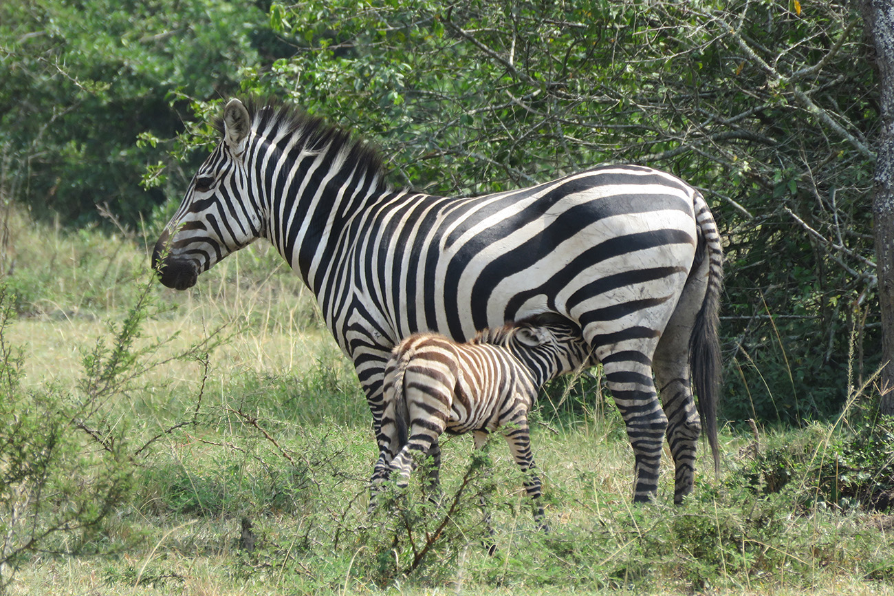 Zebra with a foal in Uganda's Lake Mburo national park.