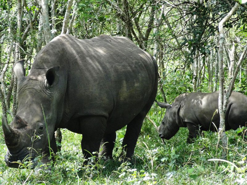Mother and baby Rhino at Ziwa Rhino sanctuary Uganda