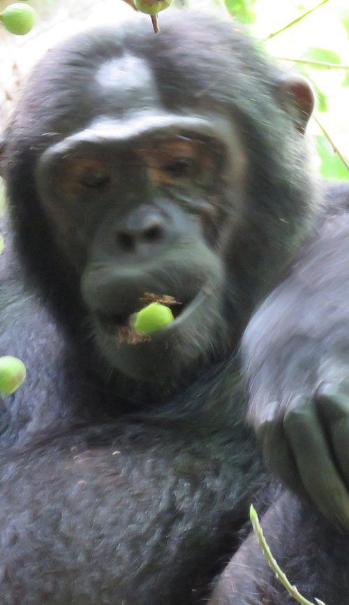 Chimp relaxing in Kibale in Uganda.