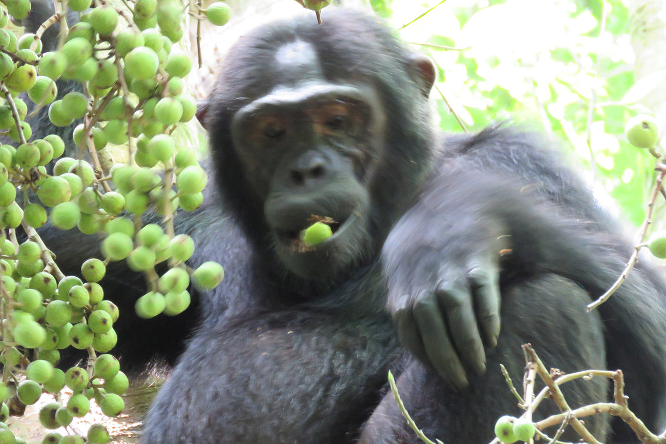 Chimp relaxing in Kibale in Uganda.