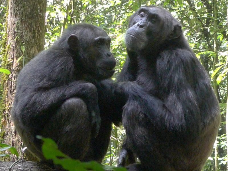 Chimps near Lake Kyaninga in Uganda.