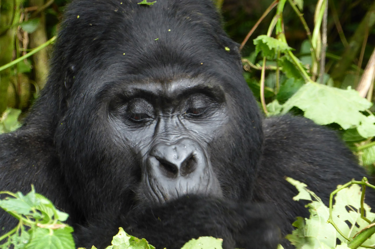 Gorilla Mgahinga national park Uganda