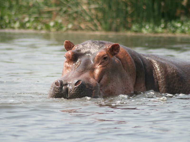 Hippo at Kazinga channel Uganda