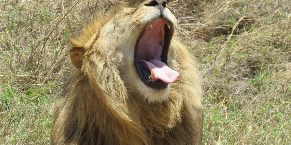 Lion on Safari in Uganda.