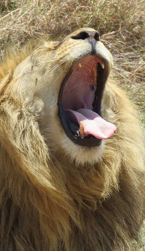 Lion on Safari in Uganda.