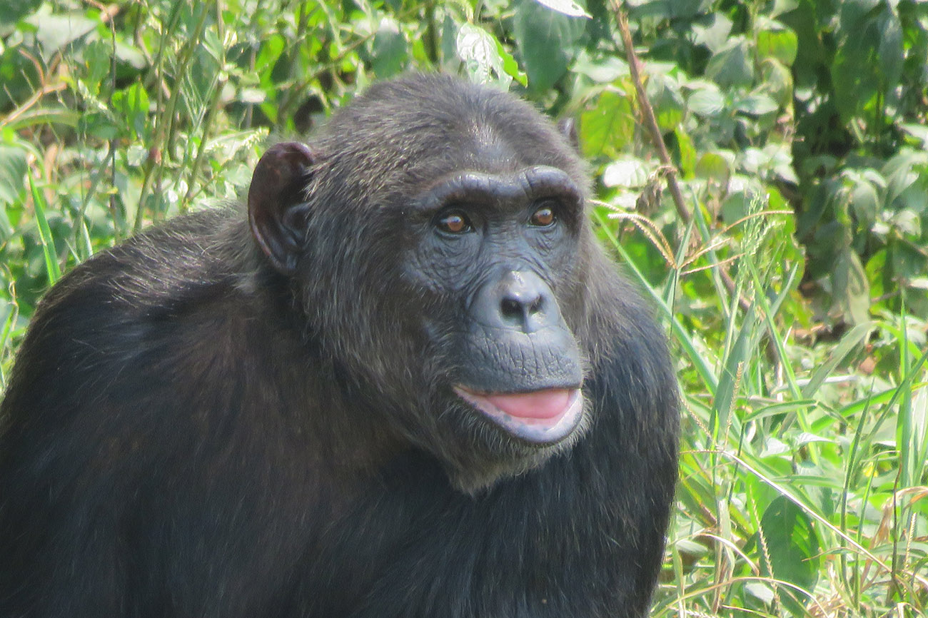 Chimp Ngamba Island Chimpanzee Sanctuary