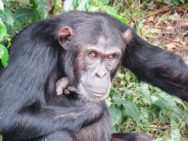 Chimp at Ngamba Island Chimpanzee Sanctuary, Uganda