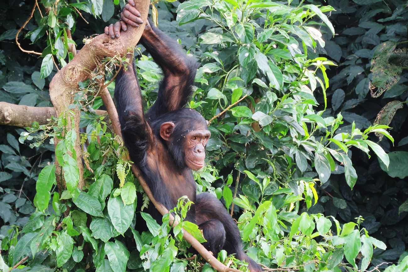 Chimp playing at Ngamba Island Chimpanzee Sanctuary