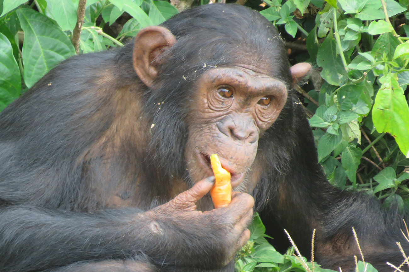 Chimp feeding at Ngamba Island Chimpanzee Sanctuary in Uganda
