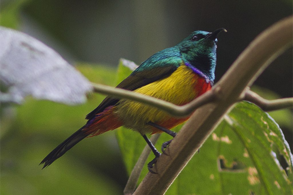 Regal Sunbird, Uganda