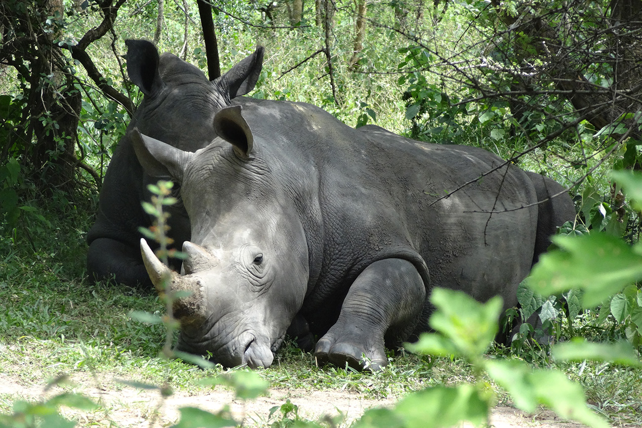 Visit Ziwa Rhino Sanctuary