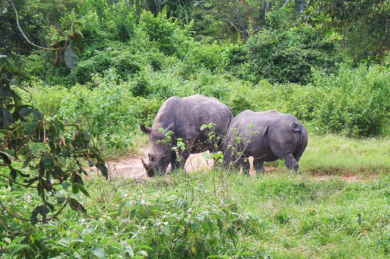 Rhinos Uganda Ziwa Rhino sanctuary.