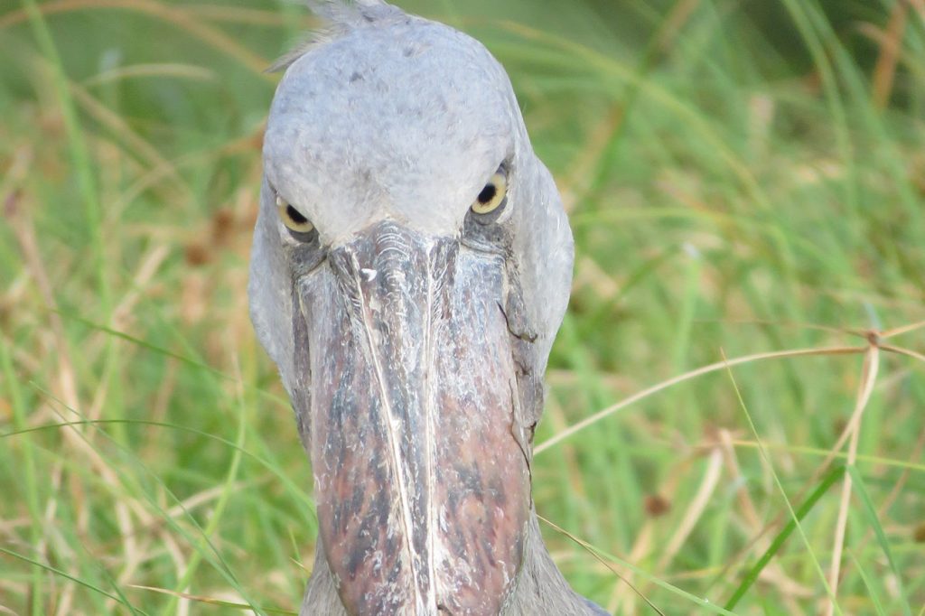 Go birding to spot the Shoebill in Uganda