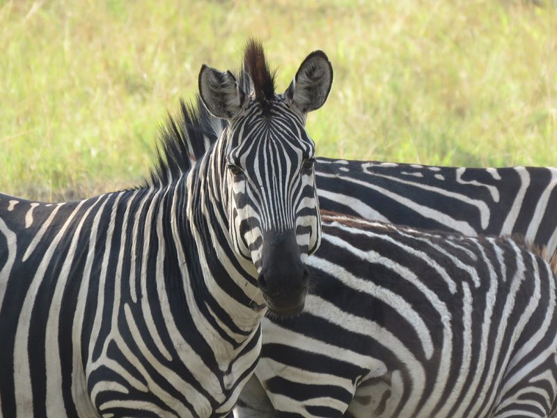 Zebra in Uganda.